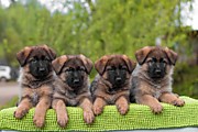 Щенки немецкой овчарки